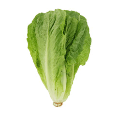 Cos Lettuce